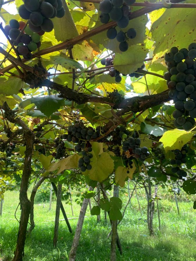 Sitio Vale Dos Vinhedos Βίλα Bento Gonçalves Εξωτερικό φωτογραφία